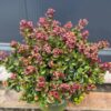 Kiścień 'Curly Red'(Leucothoe axillaris) zimozielony, dekoracyjne liście c5