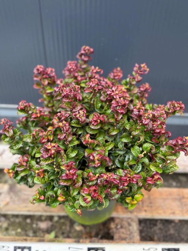 Kiścień 'Curly Red'(Leucothoe axillaris) zimozielony, dekoracyjne liście c5