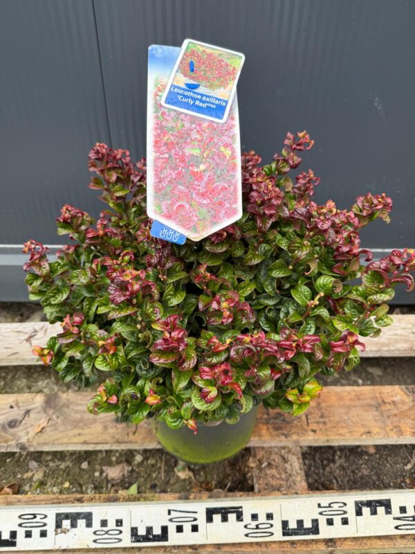 Kiścień 'Curly Red'(Leucothoe axillaris) zimozielony, dekoracyjne liście c5