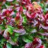 Kiścień 'Curly Red'(Leucothoe axillaris) zimozielony, dekoracyjne liście c5