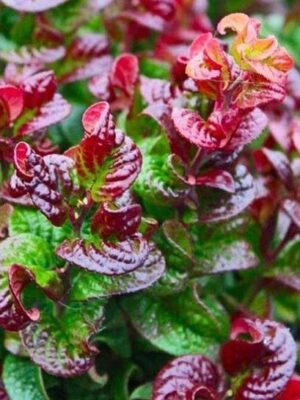Kiścień 'Curly Red'(Leucothoe axillaris) zimozielony, dekoracyjne liście c5