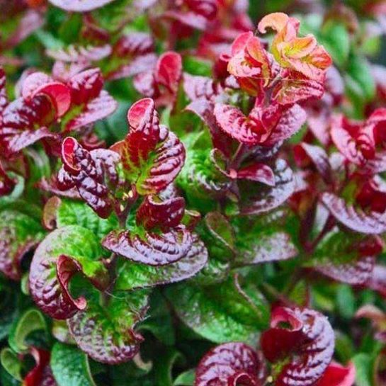 Kiścień 'Curly Red'(Leucothoe axillaris) zimozielony, dekoracyjne liście c5