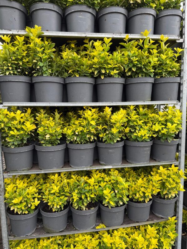 Trzmielina 'El-Dorado' zimozielona, ogród, donica