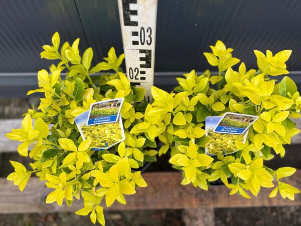 Trzmielina 'El-Dorado' zimozielona, ogród, donica