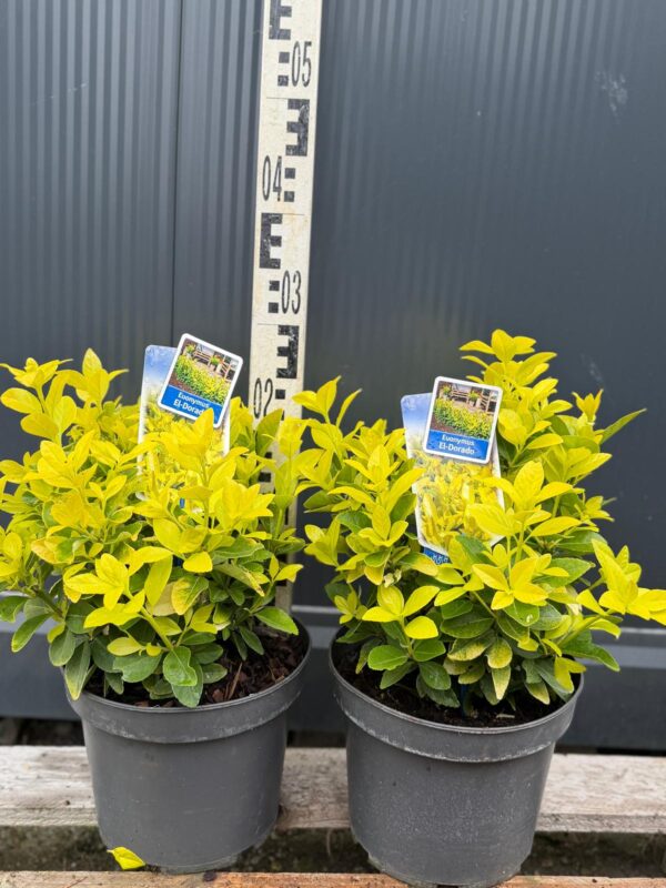 Trzmielina 'El-Dorado' zimozielona, ogród, donica