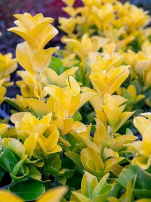 Trzmielina 'El-Dorado' zimozielona, ogród, donica