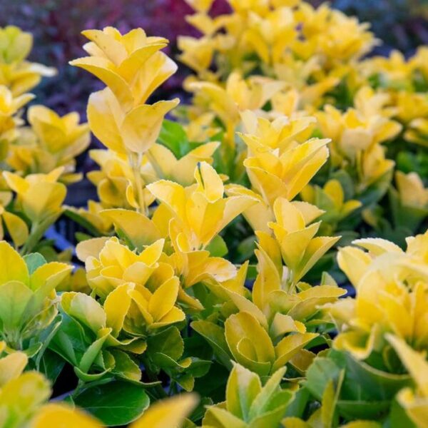 Trzmielina 'El-Dorado' zimozielona, ogród, donica