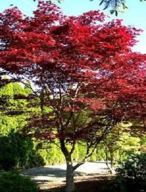 Klon palmowy 'Red Emperor' czerwony, lubiący słońce