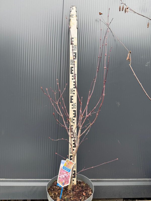 Klon palmowy 'Red Emperor' czerwony, lubiący słońce