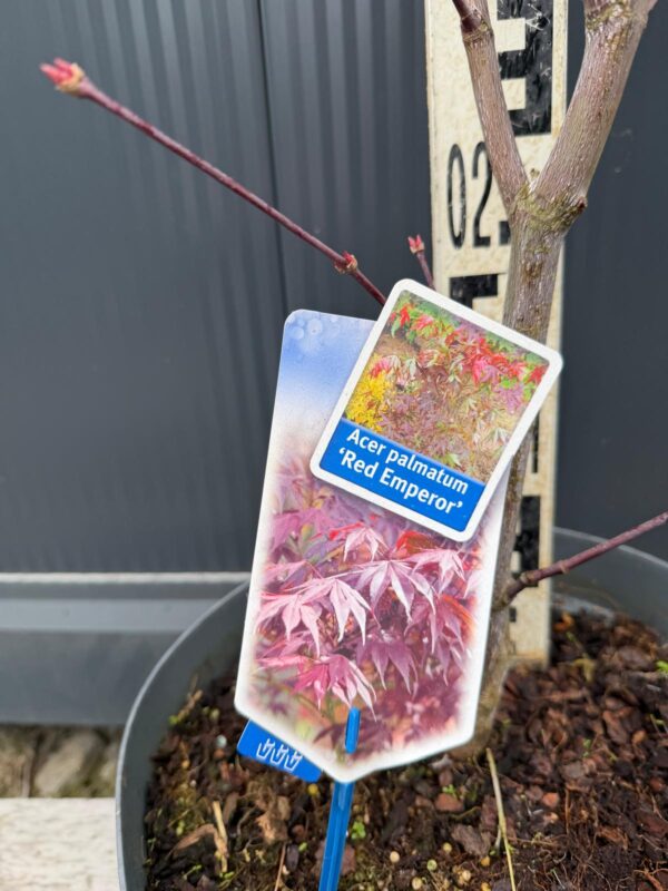 Klon palmowy 'Red Emperor' czerwony, lubiący słońce