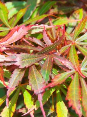 Klon palmowy 'Jerre Schwartz' ogród,donica 110-130cm