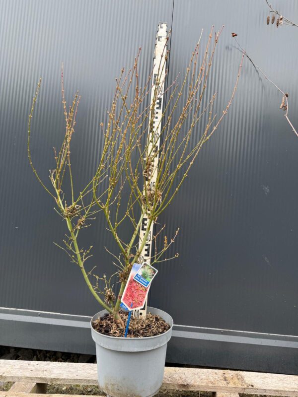 Klon palmowy 'Jerre Schwartz' ogród,donica 110-130cm