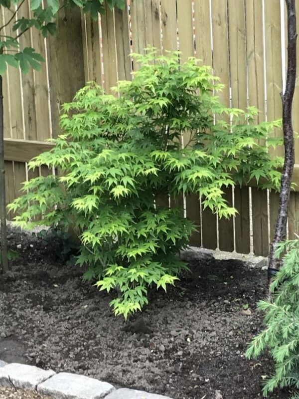 Klon palmowy 'Aoyagi' , zielona kora, 110-130cm