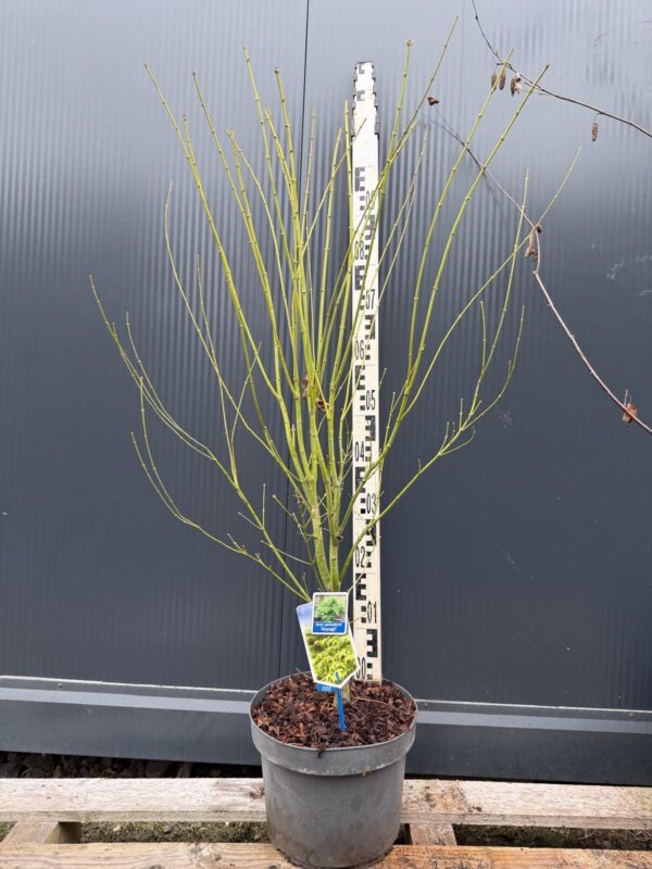 Klon palmowy 'Aoyagi' , zielona kora, 110-130cm