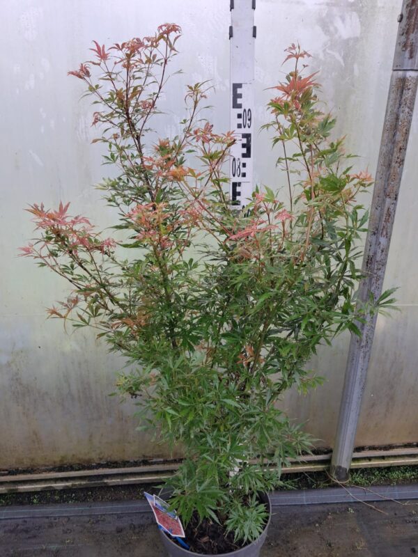 Klon palmowy 'Jerre Schwartz' ogród,donica 110-130cm