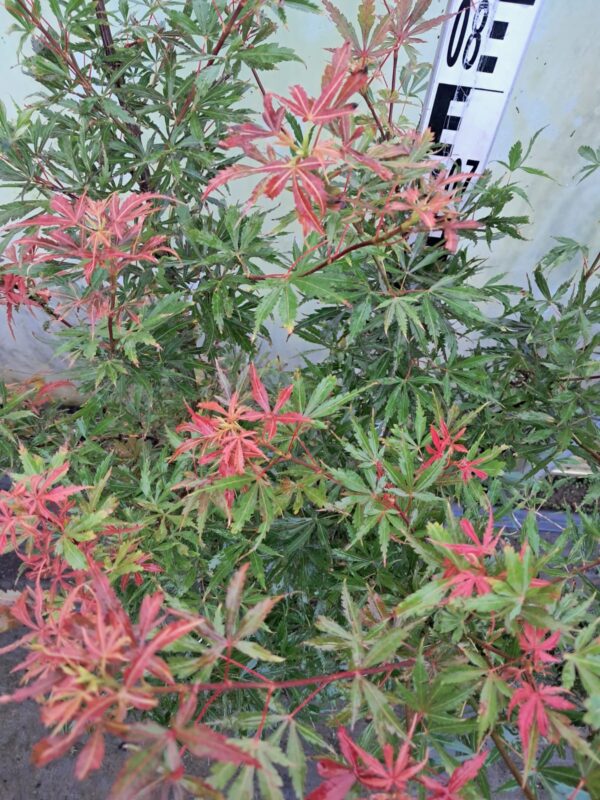 Klon palmowy 'Jerre Schwartz' ogród,donica 110-130cm