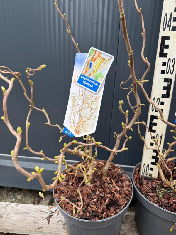 Leszczyna 'Medusa' ozdobna, dekoracyjne skręcone pędy c5