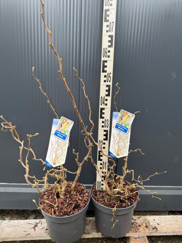 Leszczyna 'Medusa' ozdobna, dekoracyjne skręcone pędy c5