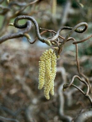 Leszczyna 'Medusa' ozdobna, dekoracyjne skręcone pędy c5