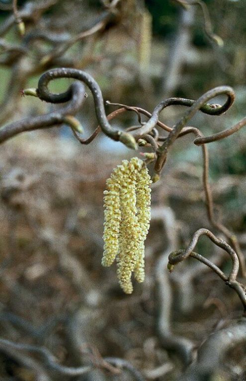 Leszczyna 'Medusa' ozdobna, dekoracyjne skręcone pędy c5