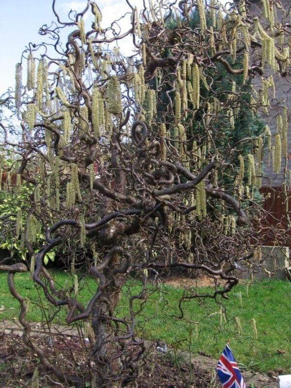 Leszczyna 'Medusa' ozdobna, dekoracyjne skręcone pędy c5