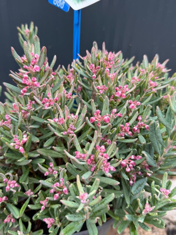 Modrzewnica-Andromeda 'Blue Ice' zimozielona, niska, ogród, donica c2