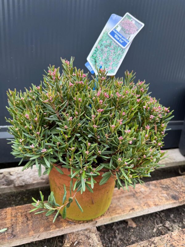 Modrzewnica-Andromeda 'Blue Ice' zimozielona, niska, ogród, donica c5