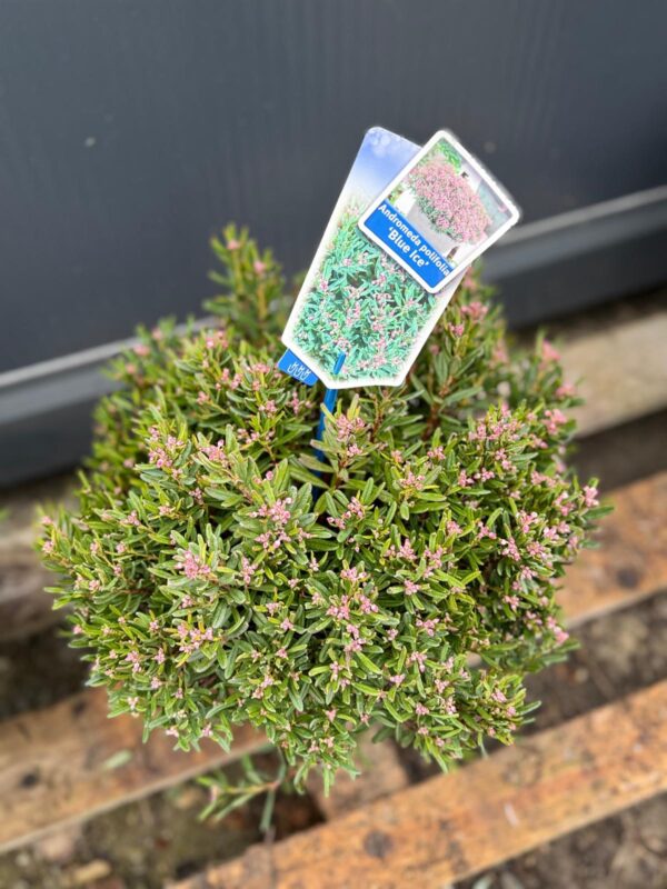 Modrzewnica-Andromeda 'Blue Ice' zimozielona, niska, ogród, donica c5