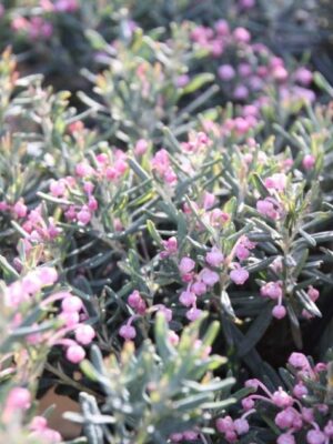 Modrzewnica-Andromeda 'Blue Ice' zimozielona, niska, ogród, donica c5