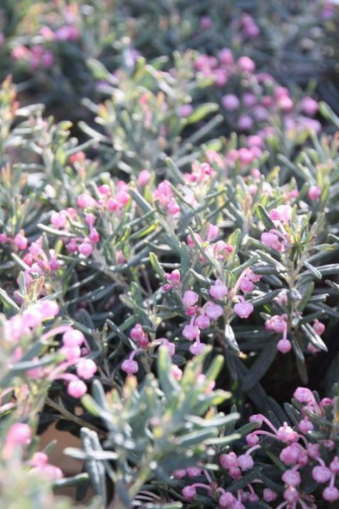 Modrzewnica-Andromeda 'Blue Ice' zimozielona, niska, ogród, donica c2