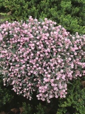 Modrzewnica-Andromeda 'Blue Ice' zimozielona, niska, ogród, donica c2