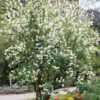 Obiela 'Exochorda racemosa' kwitnący krzew, białe kwiaty, sadzonka 90-100cm