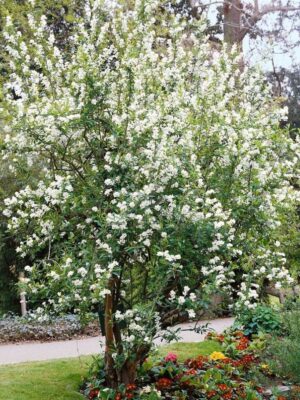 Obiela 'Exochorda racemosa' kwitnący krzew, białe kwiaty, sadzonka 90-100cm