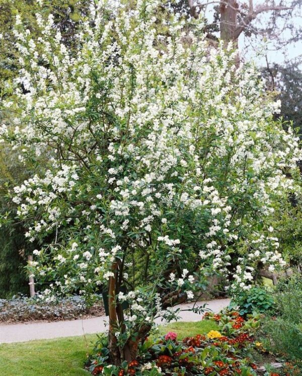 Obiela 'Exochorda racemosa' kwitnący krzew, białe kwiaty, sadzonka 90-100cm