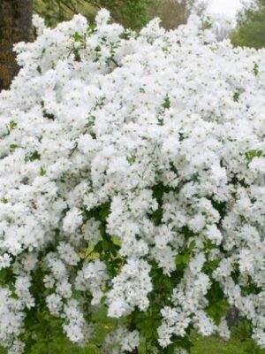 Obiela 'The Bride' kwitnący krzew, białe kwiaty, duża sadzonka 90-100cm