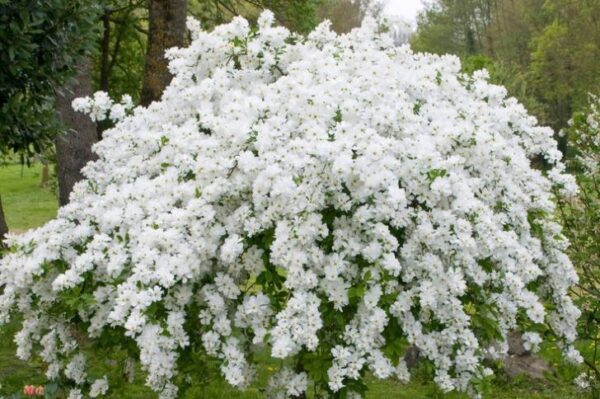 Obiela 'The Bride' kwitnący krzew, białe kwiaty, duża sadzonka 90-100cm