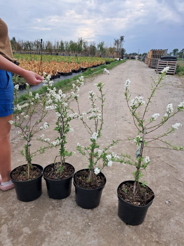 Obiela 'The Bride' kwitnący krzew, białe kwiaty, duża sadzonka 90-100cm