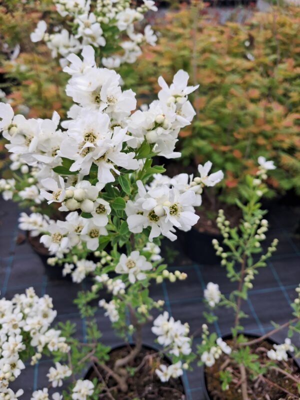 Obiela 'The Bride' kwitnący krzew, białe kwiaty, duża sadzonka 90-100cm