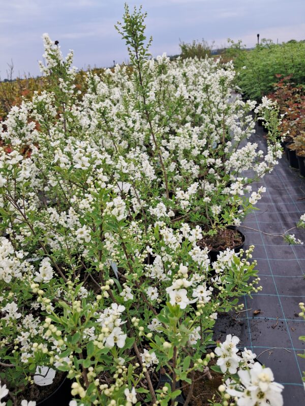 Obiela 'The Bride' kwitnący krzew, białe kwiaty, duża sadzonka 90-100cm