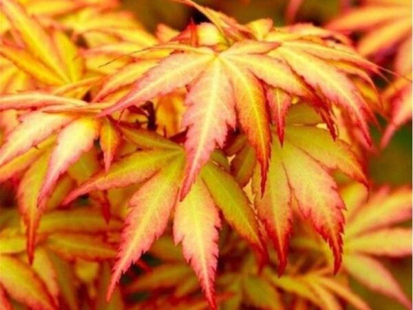 Klon palmowy 'Orange dream', donica, ogród