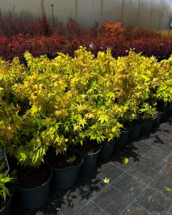 Klon palmowy 'Orange dream', donica, ogród