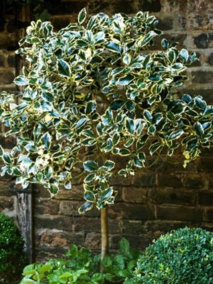 Ostrokrzew 'Argentea Marginata' na pniu, zimozielony, biało-zielony