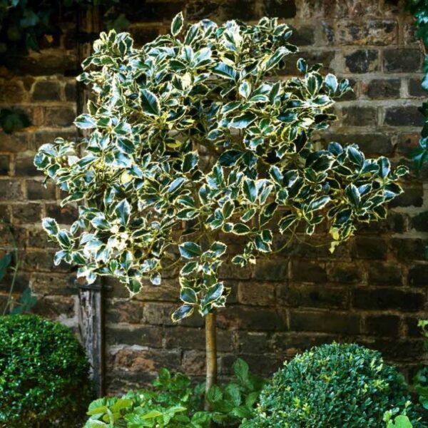 Ostrokrzew 'Argentea Marginata' na pniu, zimozielony, biało-zielony