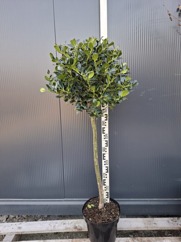 Ostrokrzew zimozielony 'J.C. van Tol' na pniu, do ogrodu lub donicy