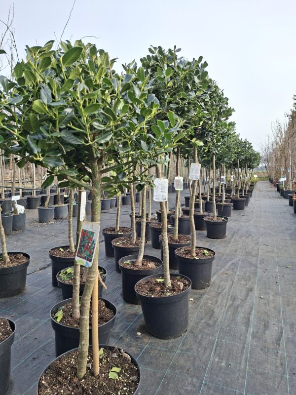 Ostrokrzew zimozielony 'J.C. van Tol' na pniu, do ogrodu lub donicy