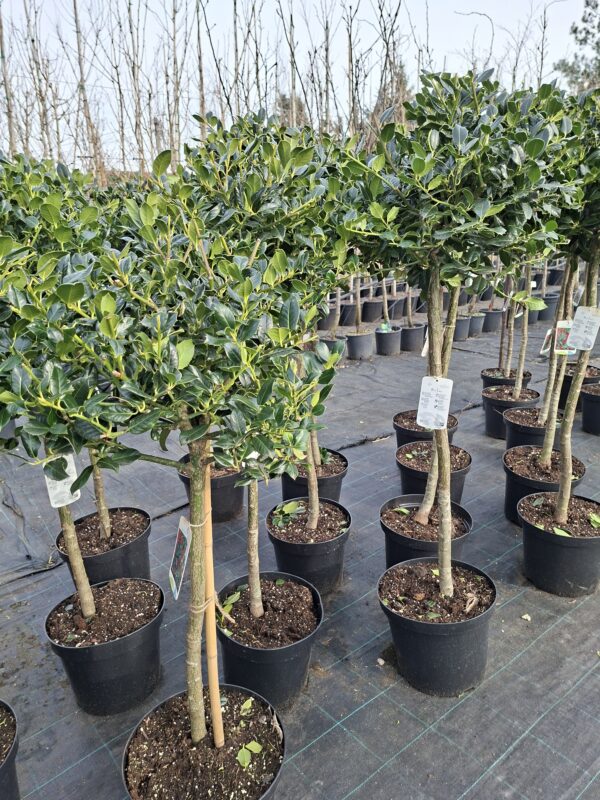 Ostrokrzew zimozielony 'J.C. van Tol' na pniu, do ogrodu lub donicy