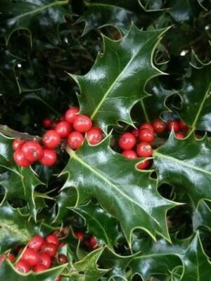 Ostrokrzew zimozielony 'J.C. van Tol' na pniu, do ogrodu lub donicy