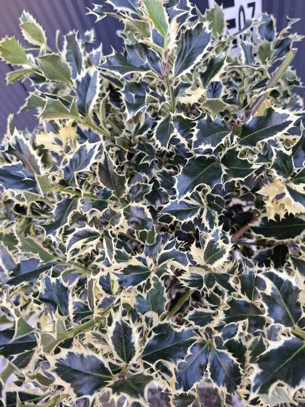 Ostrokrzew 'Argentea Marginata' na pniu, zimozielony, biało-zielony