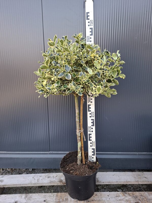 Ostrokrzew 'Argentea Marginata' na pniu, zimozielony, biało-zielony