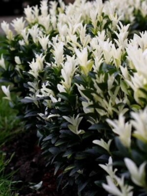 Trzmielina 'Paloma Blanca' zimozielona, karłowata